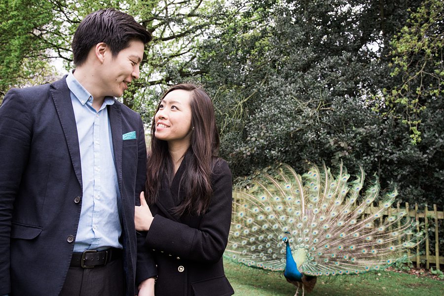 Couple next to peacock in full bloom