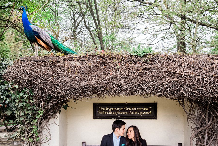 Peacock on roof above couple on bench