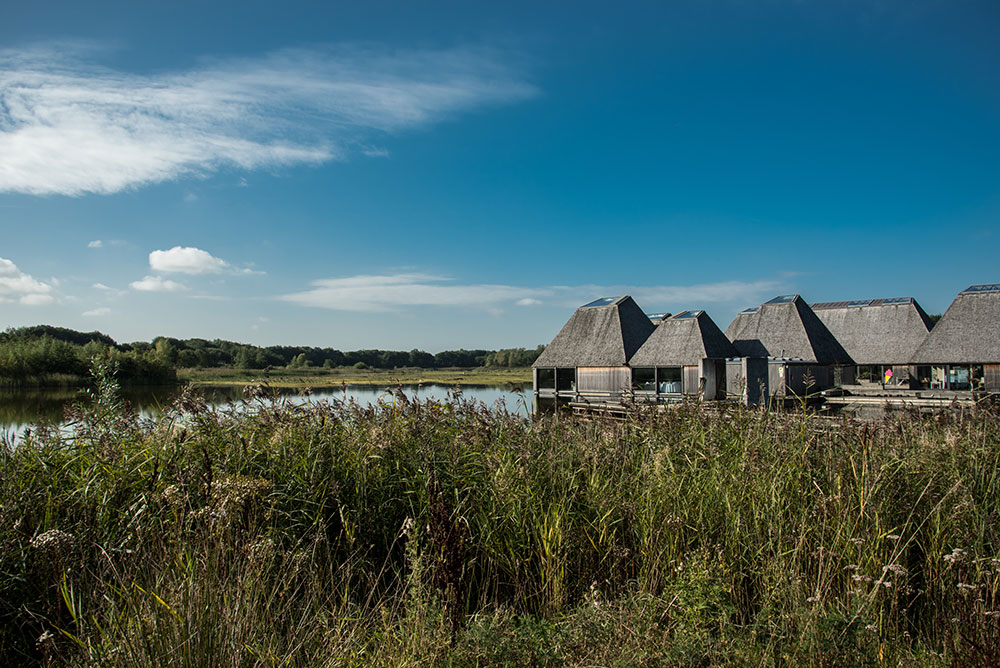 Brockholes Nature Reserve through the reeds