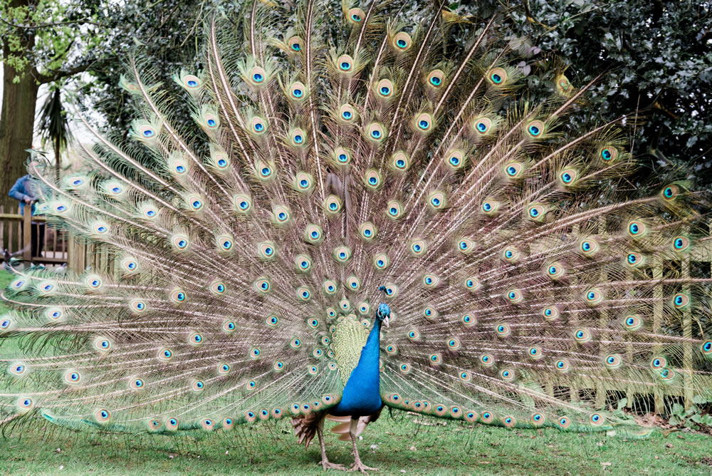 Peacock preening